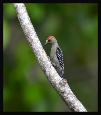 Woodpeckers / Carpinteros
