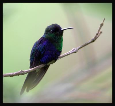 Purple-crowned Woodnymph