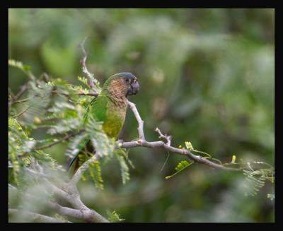 Brown-throated Parakeet / Perico Cara Sucia