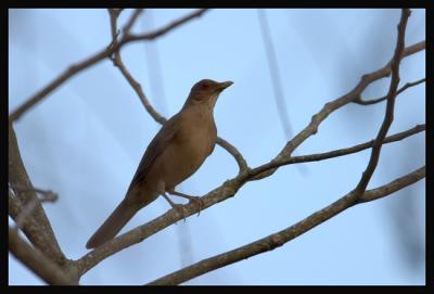 Clay-coloured Robin