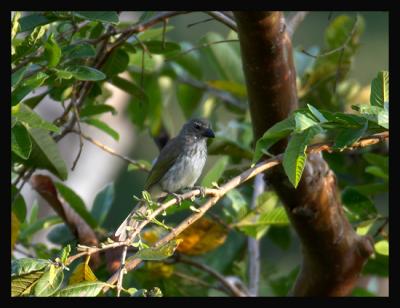 Streaked Saltator