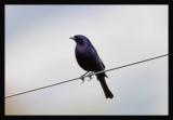 Shiny Cowbird 2