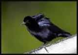 Shiny Cowbird 3