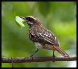 Streaked Flycatcher