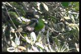 Santa Marta Toucanet