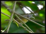 Rufous-breasted Wren