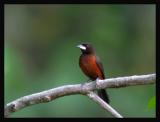 Crimson-backed Tanager