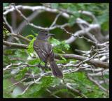 Panama Flycatcher