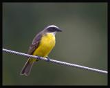 Social Flycatcher