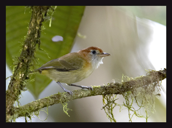 Rufous-naped Greenlet