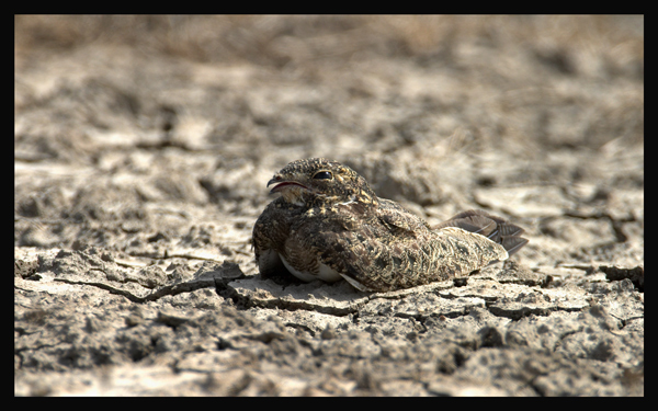 Nacunda Nighthawk