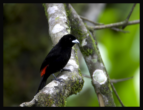 Flame-rumped Tanager