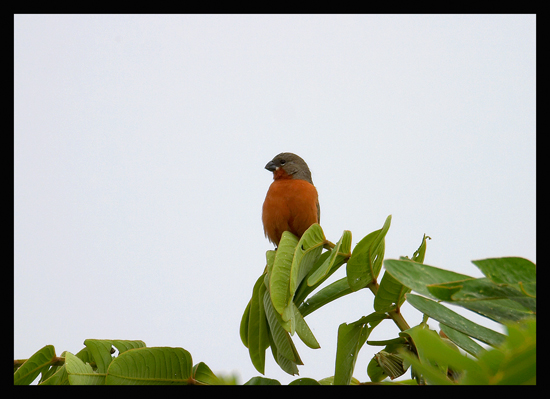 Ruddy-breasted Seedeater