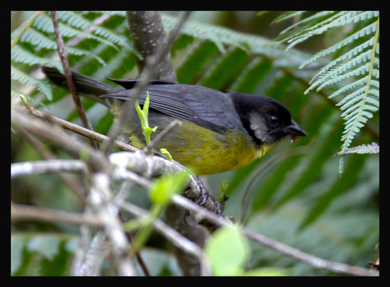 Santa-Marta Brush-Finch