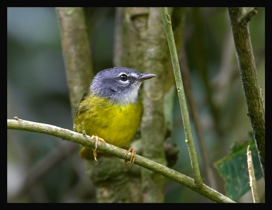 White-lored Warbler