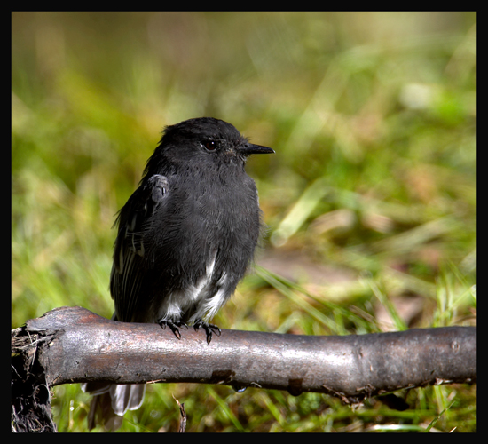 Black Phoebe