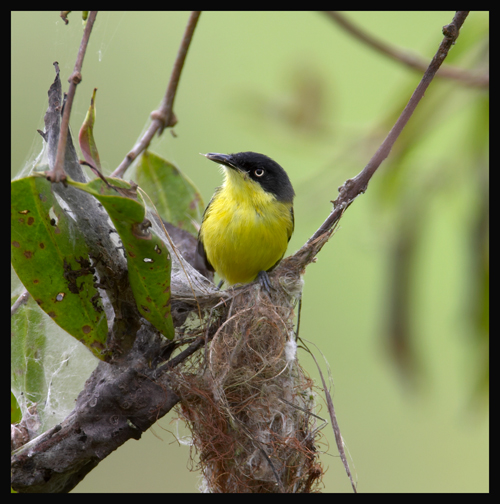 Common Tody-Flycatcher 2