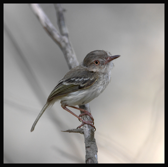Pearly-vented-Tody-Tyrant 2