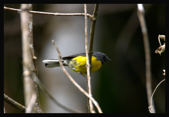Slate-throated-Whitestart-2.jpg