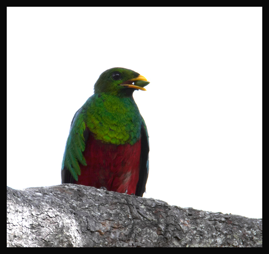 White-tipped Quetzal