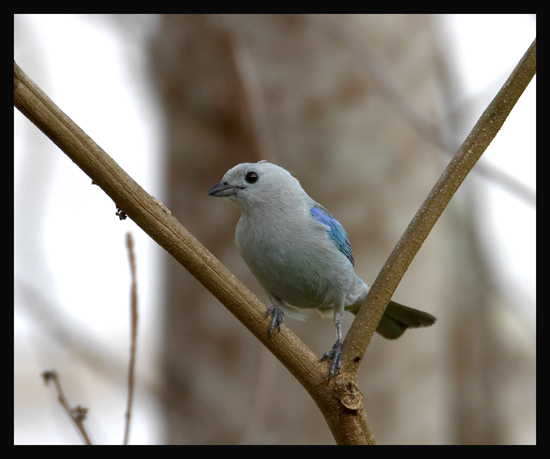 Blue-grey Tanager