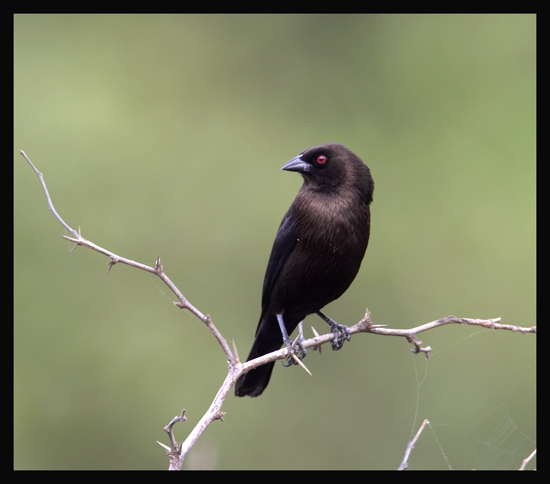 Bronzed Cowbird