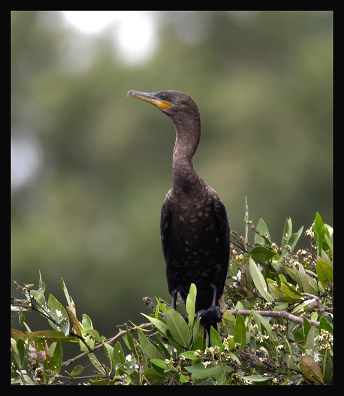 Neotropical Cormorant