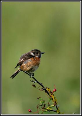 Young Stonechat.jpg
