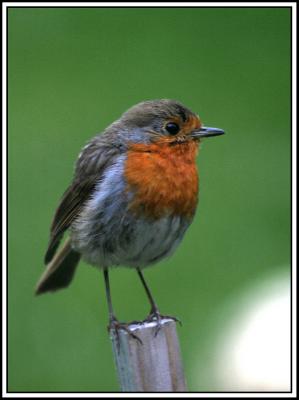 Robin on Garden Stake.jpg