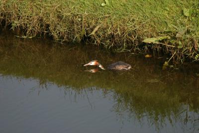 Great Crested Grebe.JPG