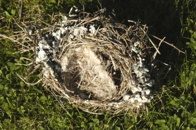 Empty Nest (2) 8576