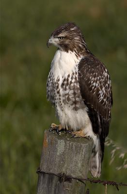 Red-tailed Hawk 