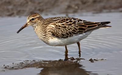 Pectoral Sandpiper