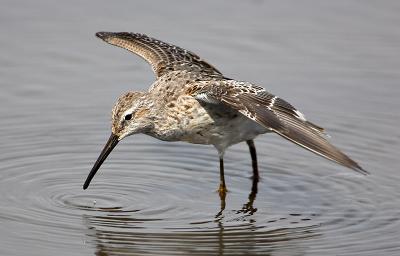 Stilt Sandpiper