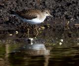 Solitary Sandpiper