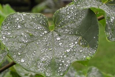 Redbud leaf with morning raindrops IMG00054.jpg