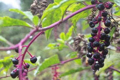 Pokeberry with morning raindrops IMG00069.jpg