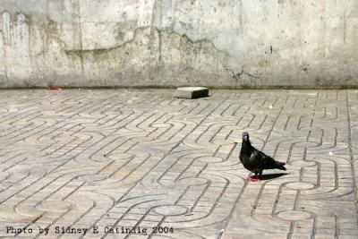 A pigeon and a stone slab