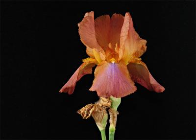 Rusty iris