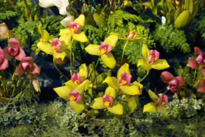 Orchid Display - Group of Lycastes