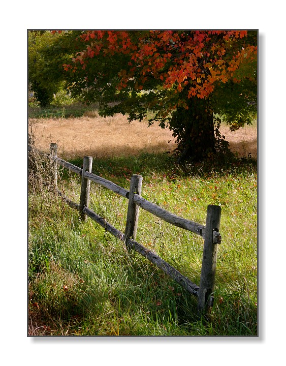 Fence & TreeHollis, NH
