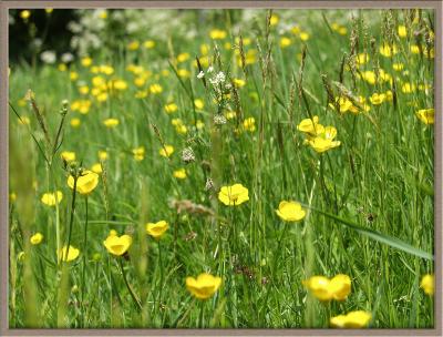 Grasses and Buttercups