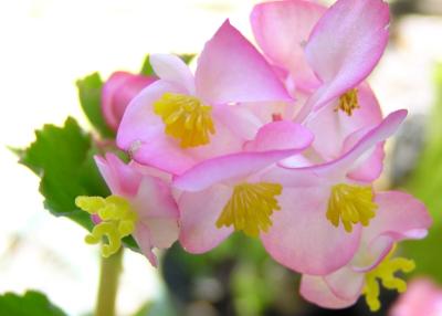 u46/selvin/medium/29860384.wildbegonias.jpg