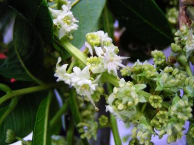 Ackee blossoms (Blighia sapida)