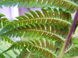 Tree fern spores