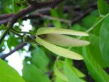 Sweetsop blossom (Annona squamosa)