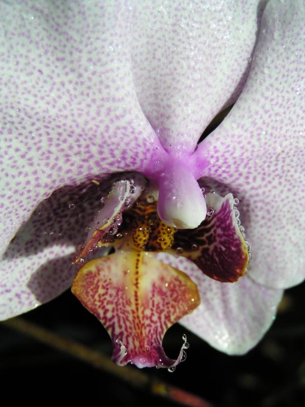 Phalaeonopsis