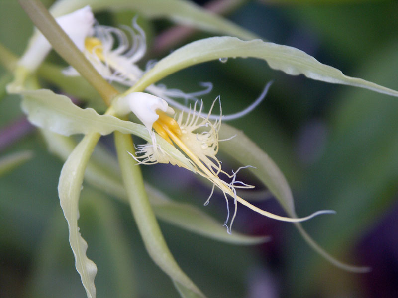 Goats beard