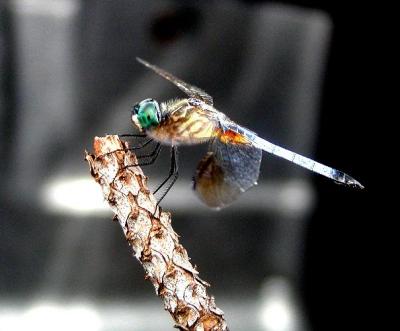 Dragonfly