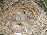 Three birds